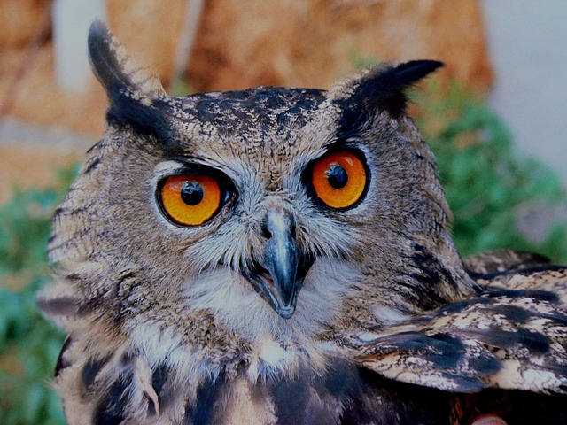 owl staring.